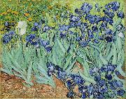 Vincent Van Gogh Irises Spain oil painting artist